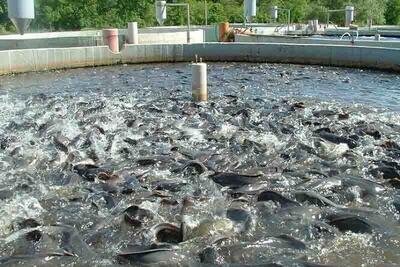 جهش ۸ درصدی ارزآوری محصولات شیلاتی ایران