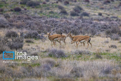 برنامه جامع حفاظت از تنوع زیستی، مهم‌ترین راهکار حفظ سرمایه‌های طبیعی است