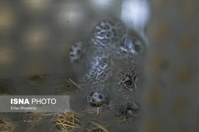 قرنطینه مرکز بازپروری پردیسان به دلیل شیوع یک بیماری