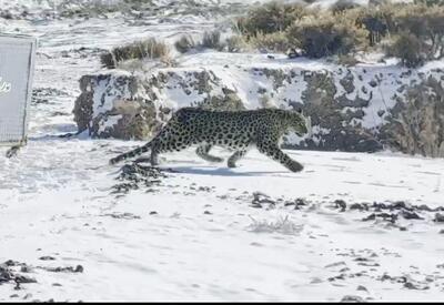 رهاسازی موفق پلنگ شهمیرزاد در زیستگاه طبیعی