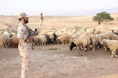  کشف و توقیف بیش از ۴۵۰۰ رأس احشام قاچاق در مریوان