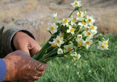  کیفیت بالای گل نرگس خراسان جنوبی، مزیت رقابتی تولیدکنندگان استان