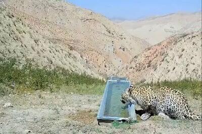 رهاسازی پلنگ شهمیرزاد در زیستگاه با تأیید سلامت کامل