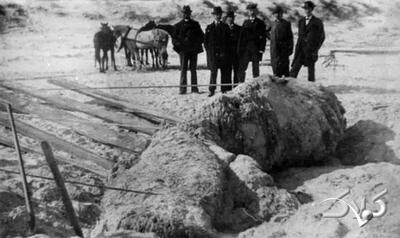 هیولاهای مرموزی که از اقیانوس به ساحل می‌آیند | عکس - مجله اینترنتی کولاک