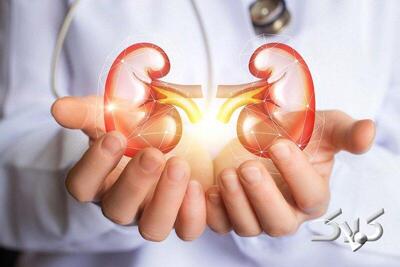 غذاهایی برای فیلتر کردن کلیه‌ها - مجله اینترنتی کولاک