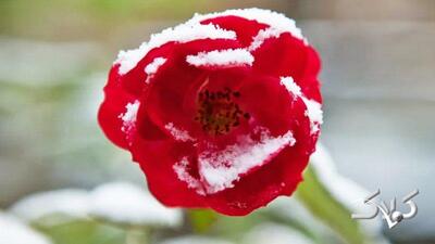 سامانه جدید وارد کشور شد / جمعه برفی در این استان‌ها - مجله اینترنتی کولاک