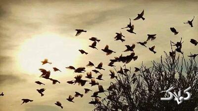 برخورد دسته عظیم پرندگان با زمین! | ویدئو - مجله اینترنتی کولاک