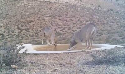 فیلم/ ۴ گرگ خاکستری اینجا سیراب شدند