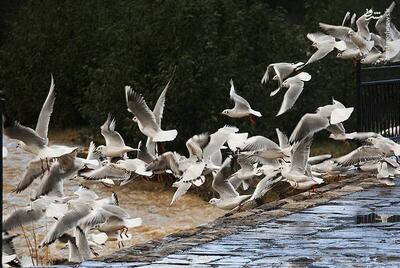 عکس/ آب کاکایی‌ها مهمان رودخانه چالوس