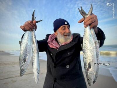  عکس/ صیادان غزه به دریا بازگشتند