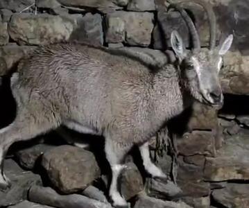 پناه آوردن بزکوهی به منزل مسکونی در روستای کمالای هورامان