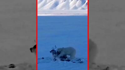  فیلم شکار گوزن توسط خرس قطبی