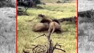 فیلم کشته شدن کفتار توسط دو شیر نر