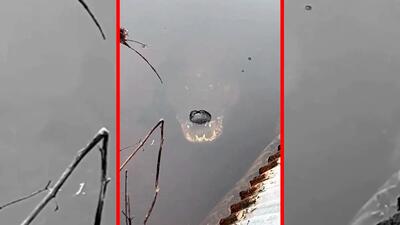 فیلم استتار فوق العاده تمساح در آب