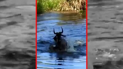 فیلم شکار کل یالدار توسط تمساح در رودخانه