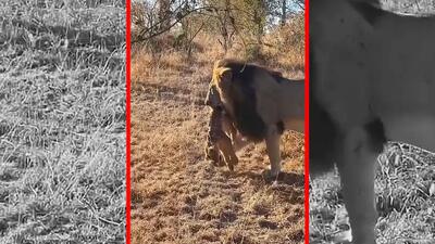 فیلم رفتار طبیعی شیر نر پس از تسلط بر گله