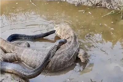 مستند حیات وحش؛ در یک نبرد نیش سمی کومودو مار را هورت میکشد