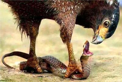  مستند حیات وحش؛ عقاب به خیال خودش شکار کرده نگو شکار شده!