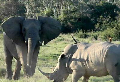 مستند حیات وحش؛ دوئل هیجان انگیز دو فوق سنگین یک طرف فیل و یک سو کرگدن