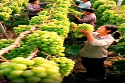 کشاورزی نوین؛ انگور پرورش دادن هر خوشه اندازه کله یه آدم چیدنی دیسک کمر میگیرن
