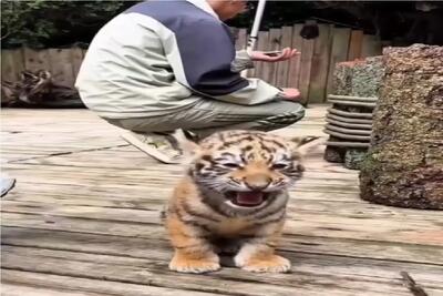 زیبایی های حیات وحش؛ توله ببر یجور حمله میکنه و میغره خندت میگیره / فک میکنه غوله