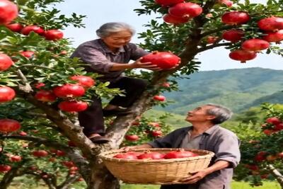  کشاورزی نوین؛ انار پرورش دادن گرد و قلمبه قد توپ فوتبال با دوتا دست میگیرنش