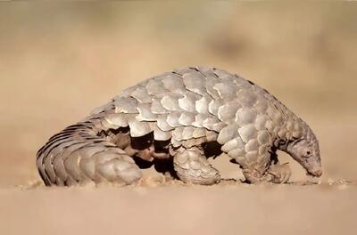 آن روی طبیعت وحشی؛ مورچه‌خوار جانوری با پوست شبیه زره فولادین و قیافه عجیب آخرالزمانی