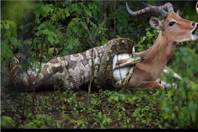 مستند حیات وحش / پیتون بی‌رحم ایمپالا را زنده‌زنده می‌بلعد!