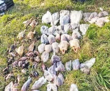 کشف محموله قاچاق پرندگان مهاجر در فریدونکنار