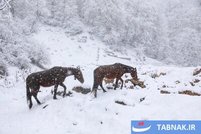  عکس: بارش برف زمستانی سوادکوه - مازندران