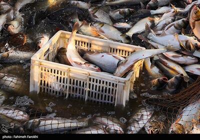 لرستان آماده تبدیل‌شدن به قطب آبزی‌پروری کشور است - تسنیم