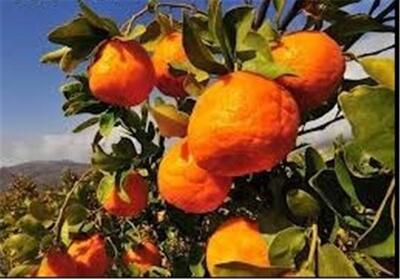 آغاز برداشت 85 هزار تن نارنگی کشور از باغ‌های هرمزگان - تسنیم