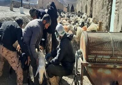 تب برفکی در زنجان کنترل شد؛ واکسیناسیون 3 میلیون رأس دام - تسنیم