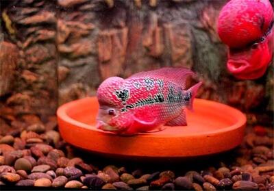 لرستان؛ قطب تولید ماهیان سردابی و زینتی کشور - تسنیم