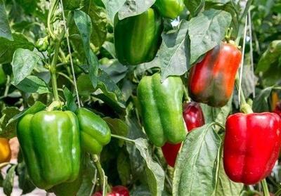 صادرات 7102 تن فلفل دلمه از استان چهارمحال و بختیاری - تسنیم