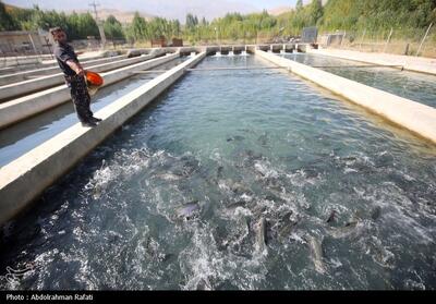 خاکی: زنجیره اقتصادی آبزی‌پروری به همکاری بخش خصوصی نیاز دارد - تسنیم