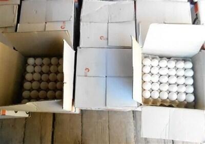 مرغ‌های تخم‌گذار کشتار می شود - تسنیم