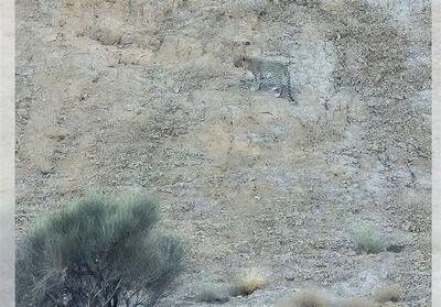 مشاهده و تصویربرداری از پلنگ ایرانی در ارتفاعات فیروزکوه - تسنیم