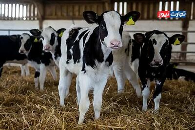 قیمت دام زنده امروز ۱۰ دی 1404 + جدول