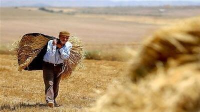 ارزش محصولات کشاورزی لرستان در سال زراعی گذشته ۱۲۰ همت بوده است
