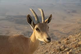  بازگشت بزکوهی به دامان طبیعت هورامان ‏