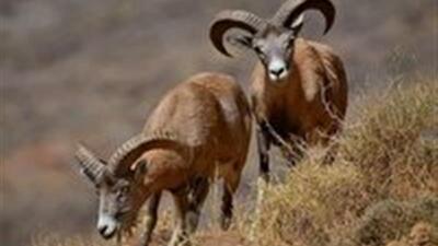  آغاز سرشماری حیات وحش در استان سمنان
