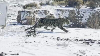  رهاسازی موفق پلنگ شهمیرزاد در زیستگاه طبیعی