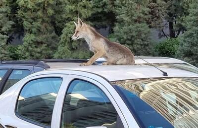 جولان روباه‌ها در شهر