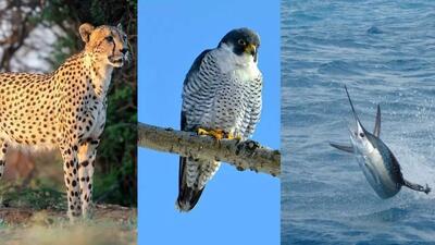 سریع ترین حیوانات جهان؛ رکوردداران سرعت در زمین، آسمان و دریا (+عکس)