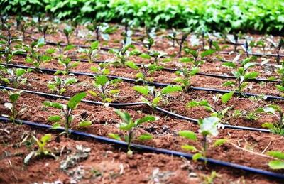  دولت چهاردهم سکوی پرتاب خراسان شمالی به سوی کشاورزی نوین