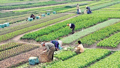 تخصیص ۶۰۰ همت به بخش کشاورزی