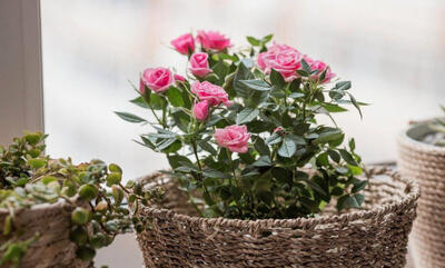  دیگر نیاز به خریدن گل رز نیست! آسان ترین روش قلمه زدن گل رز در گلدان