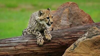 قرنطینه موقت مرکز بازپروری پردیسان به دلیل شیوع ویروس «پن‌لوکوپنی»