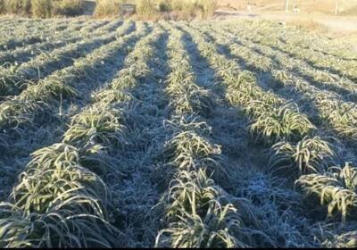  خسارت یخبندان به نرگس‌زارهای دره‌شهر